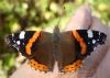 Vanessa atalanta